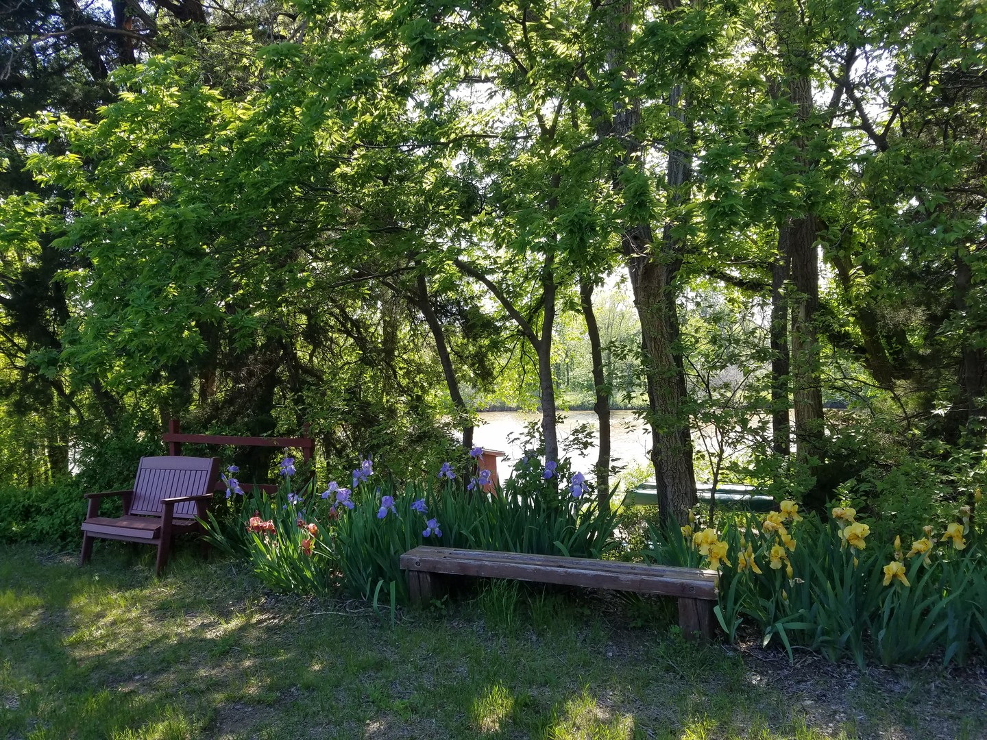 River daffodils